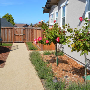 Petaluma Back Yard Garden02