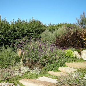 Tiburon Green Roof and Pool House06