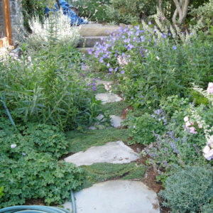 Tiburon Green Roof and Pool House10