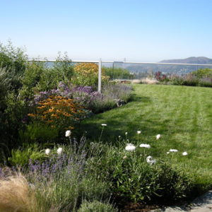 Tiburon Green Roof and Pool House11