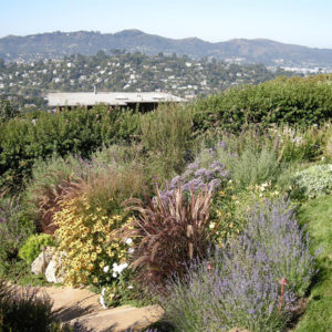 Tiburon Green Roof and Pool House16